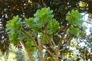 Crassulaceae Aeonium arboreum
