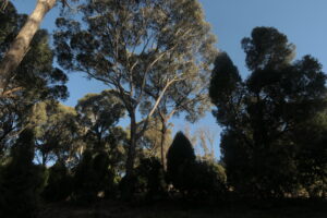 Eurcalyptus skogsreservat