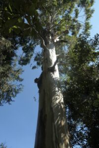 Eurcalyptusträd