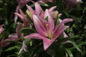 Indian Summerset Lily