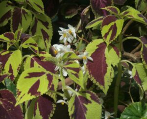 Palettblad med Begonia