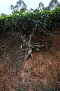 Teträdets rötter