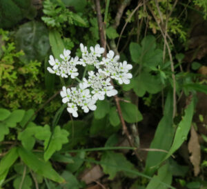 Chaerophyllum acuminatum