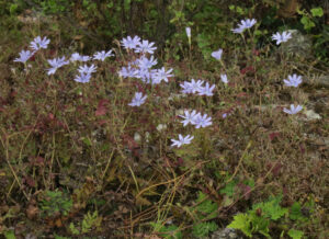 Cicerbita Macrorhiza