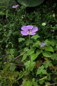 Geranium wallichianum