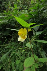 Impatiens Scabrida