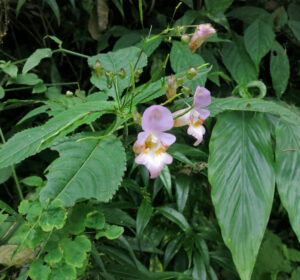 Impatiens Sulcata