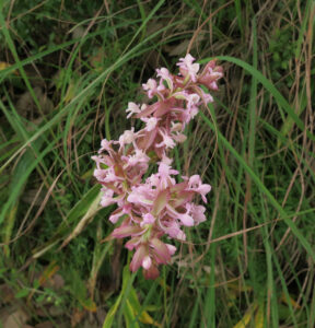 Satyrium Nepalensis