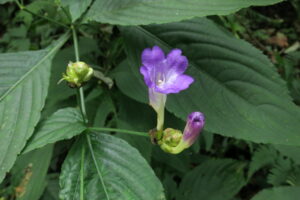 Strobilanthes atropurpureus