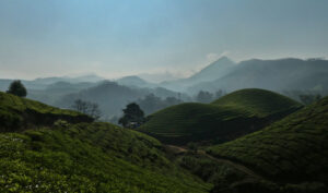 Munnar01