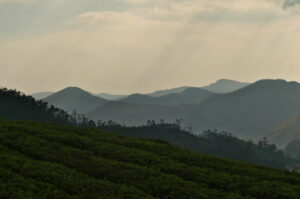 Munnar05