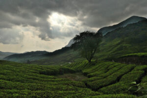 Munnar06