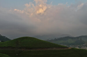 Munnar08