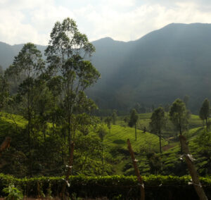 Munnar10