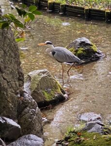 IMG_2574